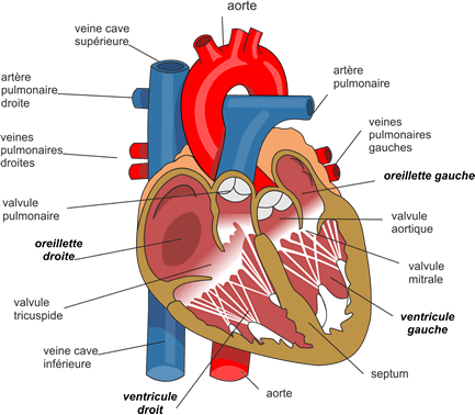Anatomie du cœur 